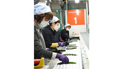キュウリ産地強化さらに　最新集出荷施設が稼働　福島・ＪＡ夢みなみ