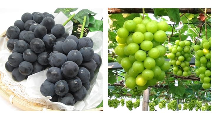 「ＪＡタウン」で栃木県産シャインマスカットと巨峰の販売開始　ＪＡ全農