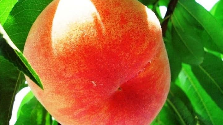 「ＪＡタウン」 和歌山の桃「日川白鳳」を販売開始