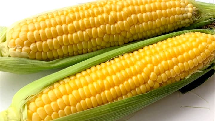 「ＪＡタウン」 福井県の極甘とうもろこし「ドルチェドォーロ」を販売開始