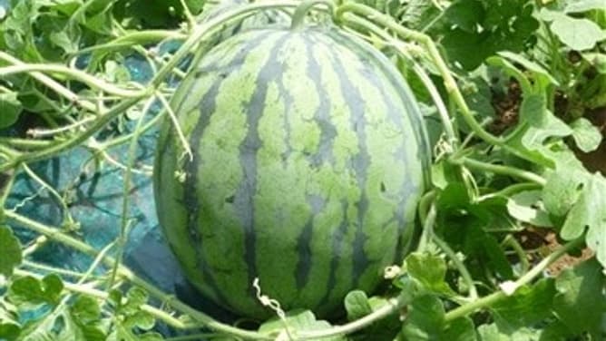 毎年大人気の「富里スイカ」販売開始　ＪＡタウン