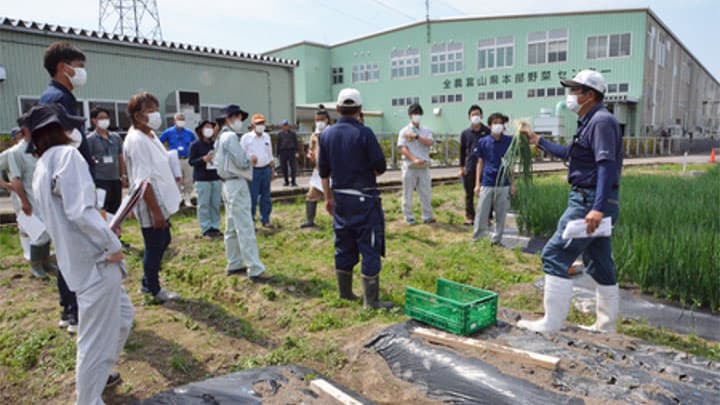 青ねぎ収穫研修会を開催　ＪＡ全農とやま