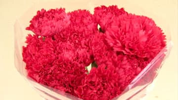 新潟県産カーネーションを販売開始　農家応援で送料無料　ＪＡタウン