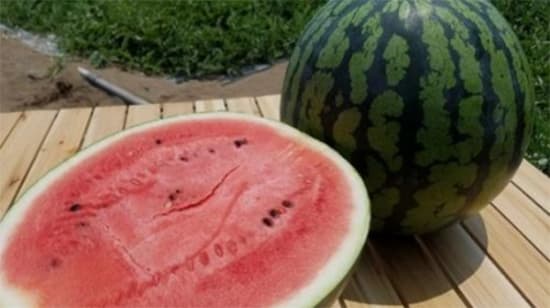 「ＪＡ全農COUNTDOWN JAPAN」で石川県産「金沢すいか」をプレゼント　ＪＡ全農