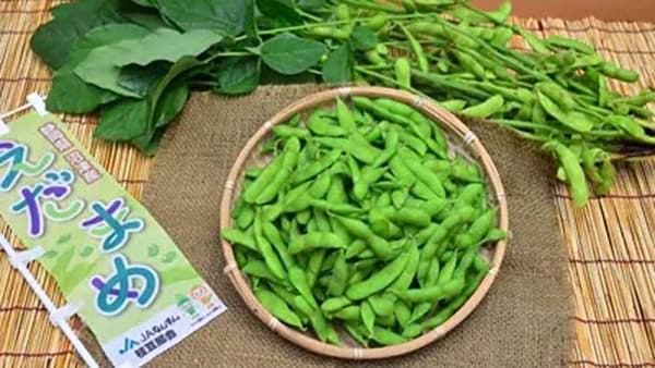 地元農業に貢献　ＪＡなんすん枝豆部会でボランティア活動開始　雄大グループ