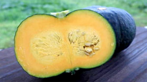 ＪＡべっぷ日出のカボチャ「日出の恵」　収穫の最盛期迎える　ＪＡ全農おおいた