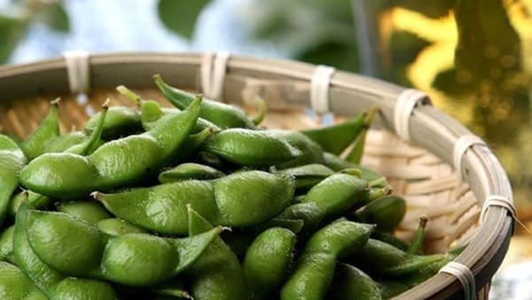 ＪＡタウンで山形県鶴岡産「殿様のだだちゃ豆」販売中