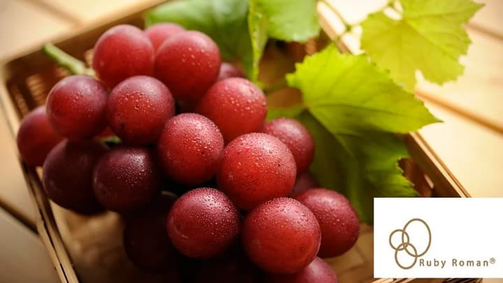 石川県産高級ぶどう 「ルビーロマン」販売　ＪＡタウン