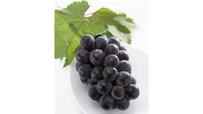 濃紫色の種なしぶどう　岡山県産「ニューピオーネ」数量限定販売　ＪＡタウン