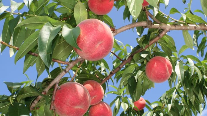 秋田県産「かづの北限の桃」の販売開始　ＪＡタウン