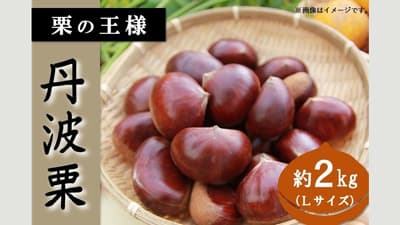 栗の王様　兵庫県産「丹波栗」販売開始　ＪＡタウン