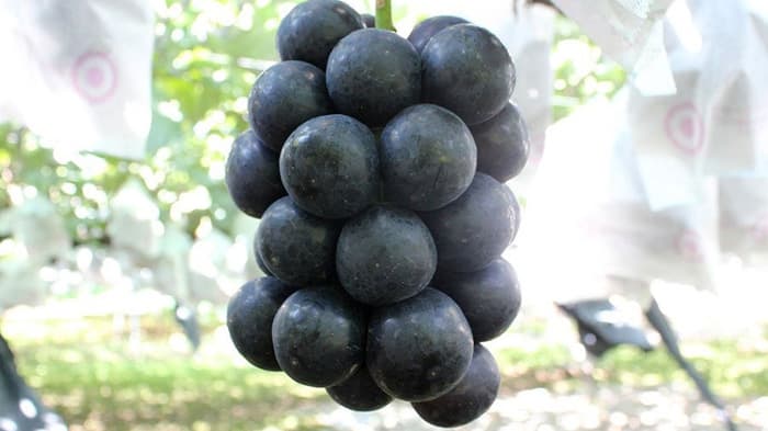 長野県オリジナル高級ぶどう「ナガノパープル」販売開始　ＪＡタウン