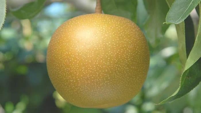 新潟県産オリジナル品種の日本梨 「新美月」販売開始　ＪＡタウン