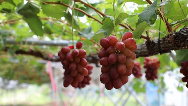 長野県ぶどう新品種「クイーンルージュ」デビュー　全農直営店でフェア開催