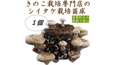 育てる楽しみ　群馬県産「しいたけ栽培菌床」数量限定で販売　ＪＡタウン