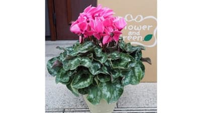 神奈川県から産地直送「シクラメン」数量限定で販売　ＪＡタウン