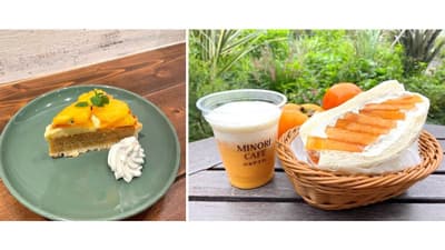 甘くてサクサク　福岡県オリジナル品種の甘柿「秋王」フェア開催　ＪＡ全農