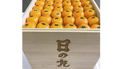 西宇和みかんの桐箱入り「日の丸みかん」150万円で落札　ＪＡにしうわ