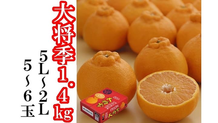 鹿児島県産かんきつのオリジナル品種「大将季」販売開始　ＪＡタウン