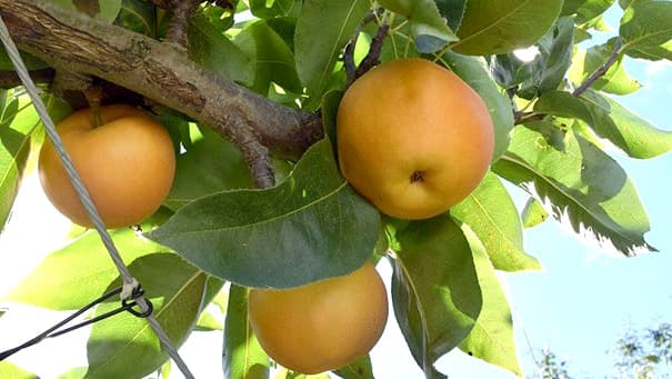 サクサク食感とジューシーな甘さ　長野県産梨「南水」販売開始　ＪＡタウン