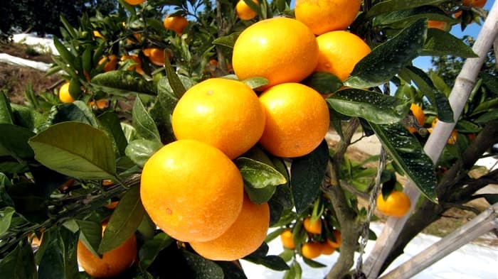 「佐賀県産温州みかん「さが美人」数量限定で販売中　ＪＡタウン