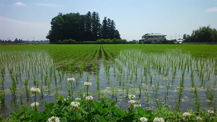 【ＪＡ女性協70周年記念　花ひらく暮らしと地域――ＪＡ女性　四分の三世紀（１）】貧しさからの解放＜上＞「銃後の農村」に生きて　文芸アナリスト・大金義昭