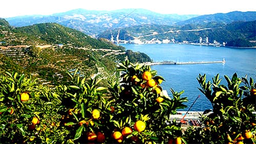 【特集：希望は農協運動にある】農家に寄り添い基盤強化　ＪＡ全農　菅野幸雄経営管理委員会会長に聞く（２）