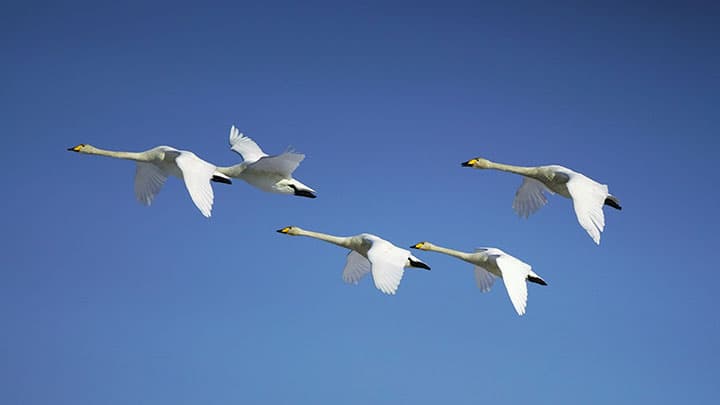 白鳥の里から　時田　則雄【特集：今こそ我らＪＡの出番】