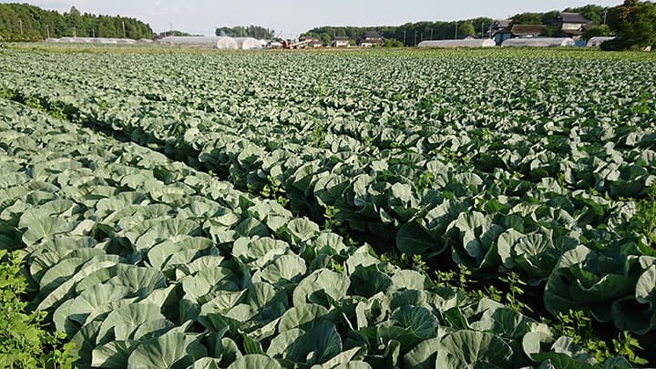 【特集：今こそ我らＪＡの出番】いまこそ農協の出番　生産者情報を発信　八木岡努　茨城県農協中央会会長