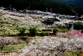 【協同組合への思いを語る】ＪＡ愛知東代表理事組合長　河合勝正氏