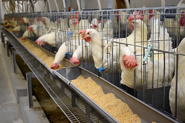 畜産農家の経営安定へ飼料の基礎研究で貢献　全農飼料畜産中央研究所（上）