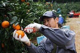 【横田敏恭・ＧＡＰ普及推進機構理事長に聞く】グローバルＧＡＰは世界への通行手形