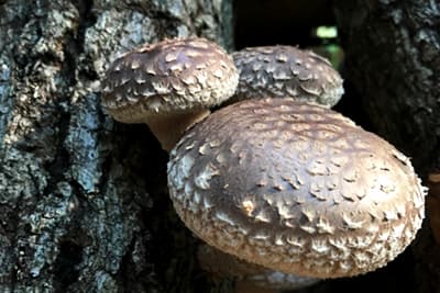 原木椎茸被害の法的解決　損害賠償は原子力ＡＤＲへ