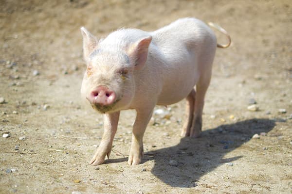 【クローズアップ・豚コレラ問題】養豚の危機　食料安保を直撃　谷口信和・東大名誉教授
