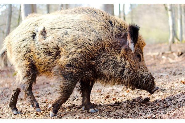 【クローズアップ・豚コレラ問題・2】豚コレラ抑え込めるか　ベルト地帯の構築必要