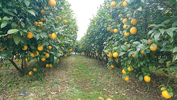 【クローズアップ・都市農業】北限ぎりぎりでレモン栽培　千葉・松戸市の鵜殿さん