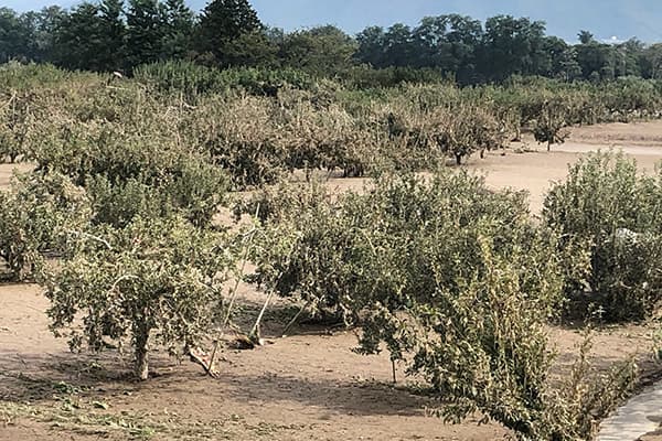 【ＪＡ長野中央会・雨宮勇代表理事会長に聞く】営農継続の意欲支援を　泥の堆積50センチ