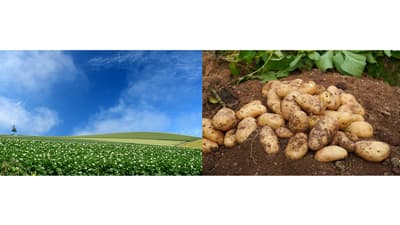 令和６でん粉年度　でん粉需要量0.4％増見込む　農水省