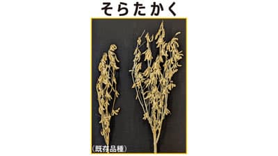 ５割多収「そらたかく」、２割「そらひびき」　大豆新品種を開発　農研機構