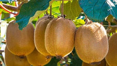 キウイフルーツ　収穫量12％減　2021年産