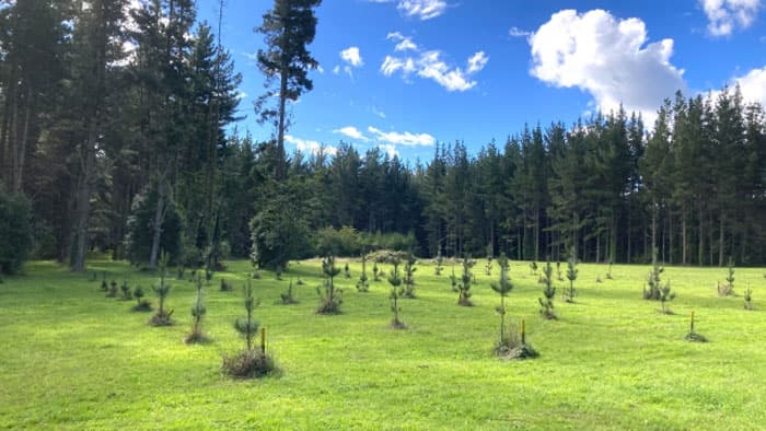 農水省が農地の荒廃防止へ　2022年度から支援対象に"植林"追加
