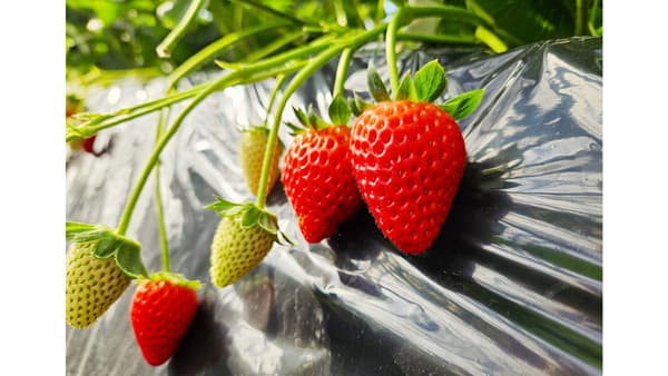 静岡県発いちご新品種「静岡16号」名前を募集中