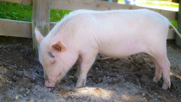 愛媛で豚熱　国内94例目　四国で初