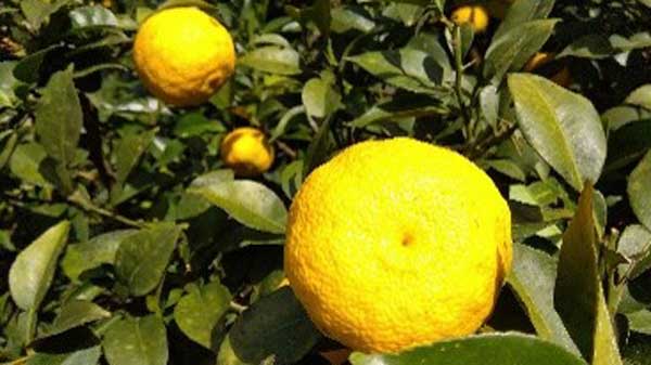 タイ向け日本産ゆず、きんかんの輸出が解禁　農水省