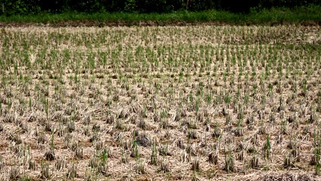 水田からのメタン排出削減　中干延長・秋耕など支援　みどり戦略交付金