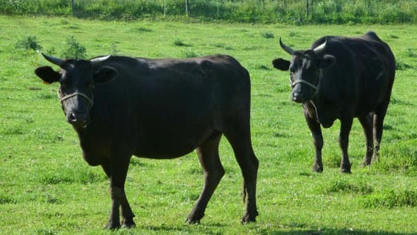 「高関税でも米国向け牛肉輸出伸ばす」　協定見直しも課題　農水省