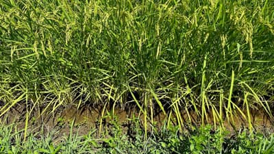 農業用水提供のダム3カ所が貯水量ゼロ　新潟県で渇水深刻化　米農家「収穫あきらめた田んぼも」