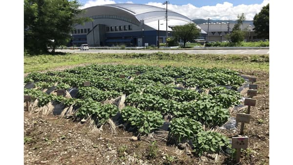 諏訪湖畔でシルクスイート栽培　令和5年度オーナー募集　長野県岡谷市