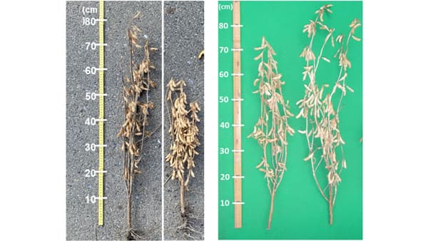 多収大豆品種「そらみずき」「そらみのり」を開発　2024農業技術10大ニュース（トピック6～10）　農水省