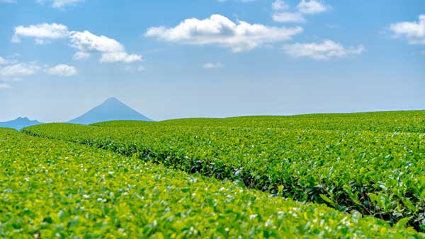 荒茶の生産量　鹿児島がトップに　2024年産